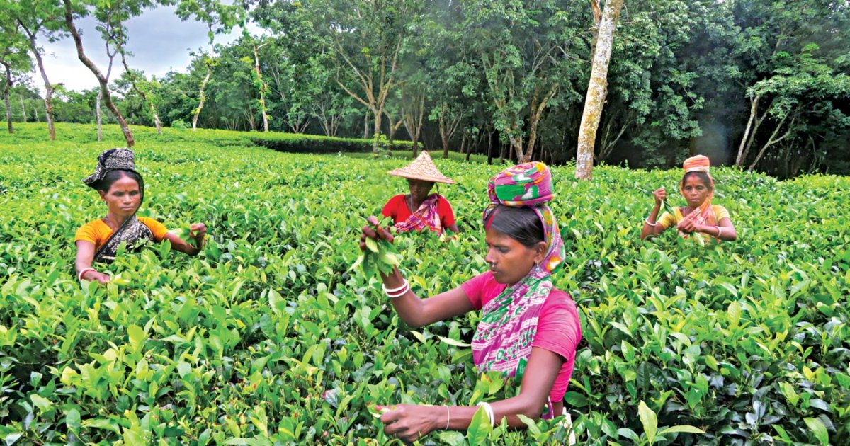 Tea Laborers Tea workers’ daily wage set at TK 170