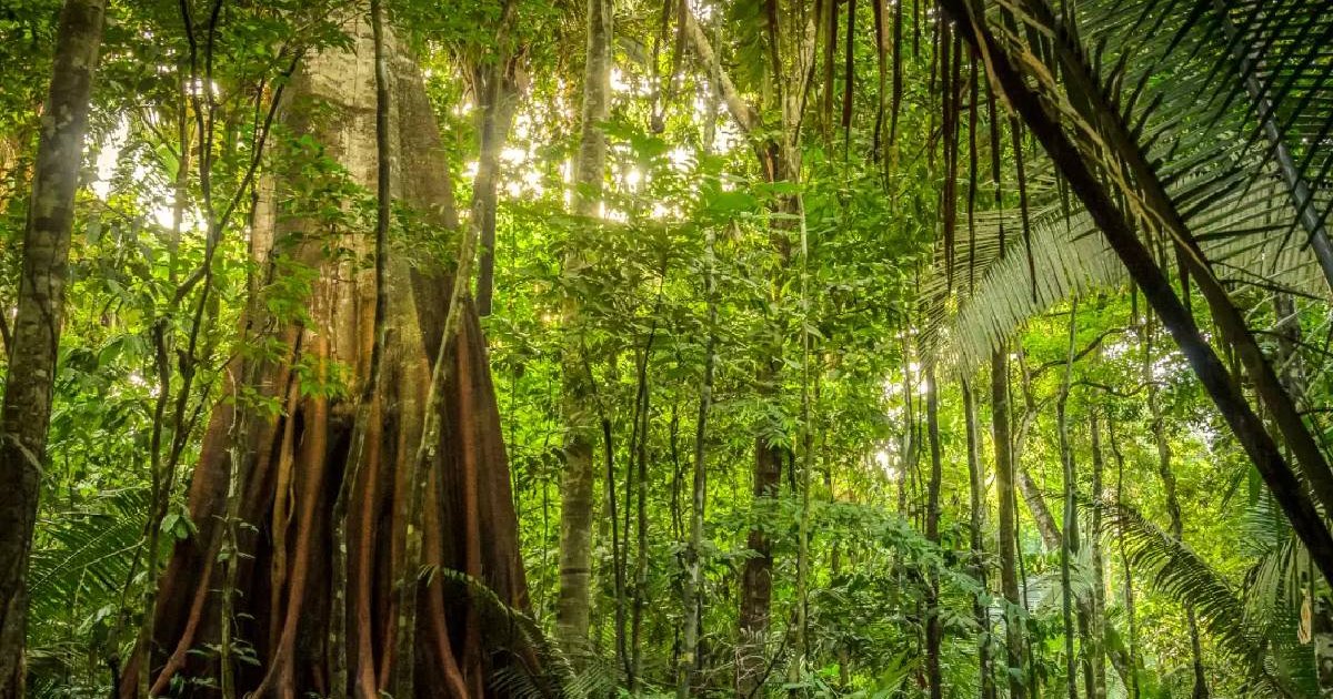 Brazilian Amazon emits more carbon than it absorbs, study shows