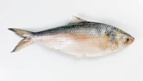 479 MT hilsa exported to India