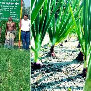 Farmers eye bumper onion in Rangpur