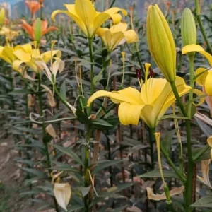 Liliums in Bagerhat show surprising promise for growers