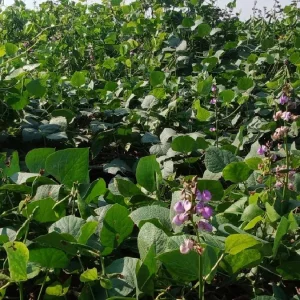 Bean farming gains momentum in Lalmonirhat