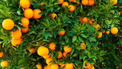 Oranges are extremely low in calories