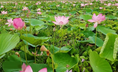It&rsquo;s so full of lotuses, the water in the pond seemed to disappear from sight