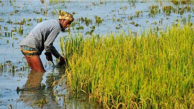 Paddy farming