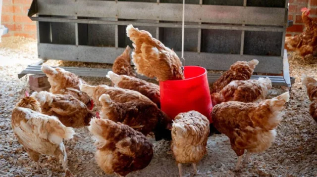 Tk 50,000cr poultry industry on brink of collapse