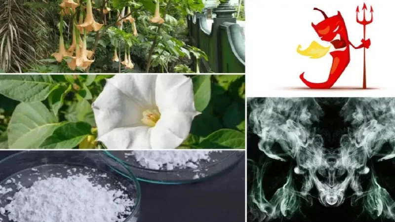 welche erde brauchen olivenbume Olivenbaum Erde 5 L